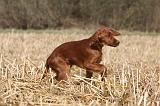 SETTER IRLANDAIS 518